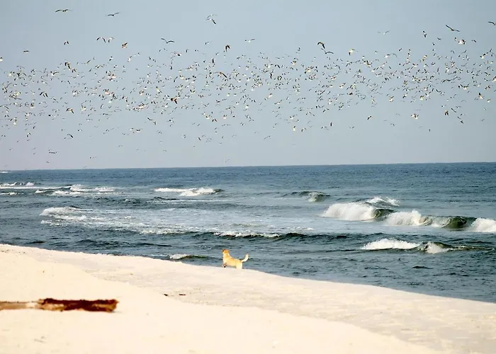 Lägenhet White Pearl 1.04 *